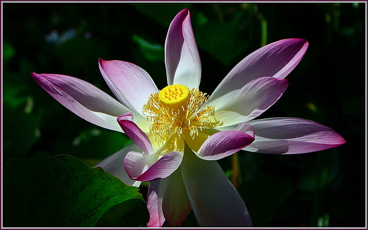 white and purple flower macro shot, lotus flower, lotus flower