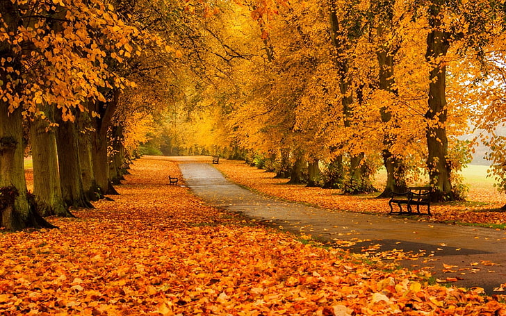 Bench The Autumn Forest, brown leafed trees, Nature, change, plant, HD wallpaper