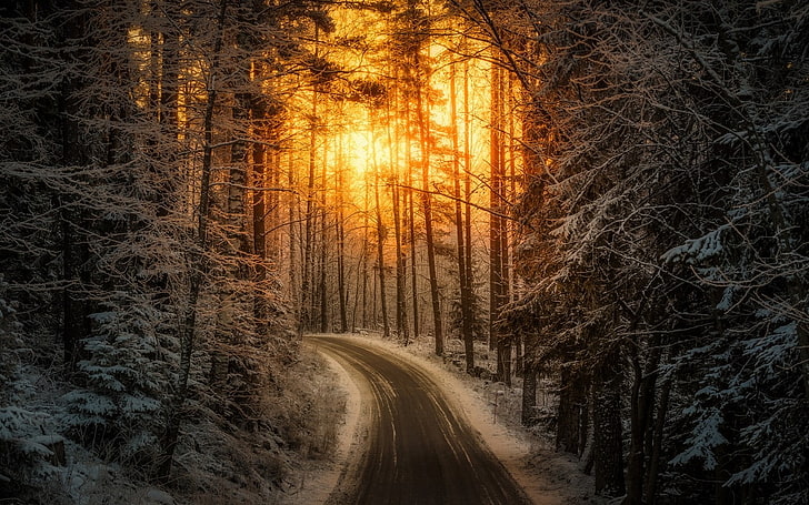 nature, landscape, sunlight, road, winter, forest, snow, trees