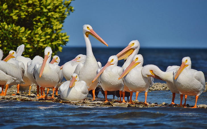 The Great White Pelican Living In Southeastern Europe Across The Asia Africa In The Shallow Lakes And Swamps Wallpaper Hd For Desktop 2560×1600