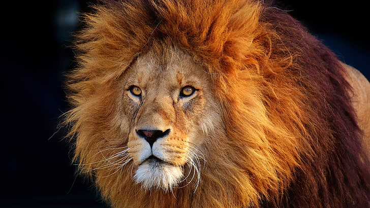 wildlife, hair, lion, mammal, head, whiskers, mane, masai lion, HD wallpaper