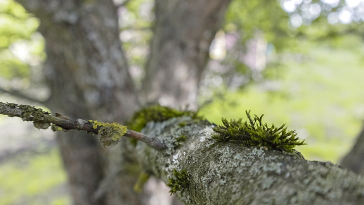nature, tree bark, branch, plant, moss, tree trunk, close-up, HD wallpaper