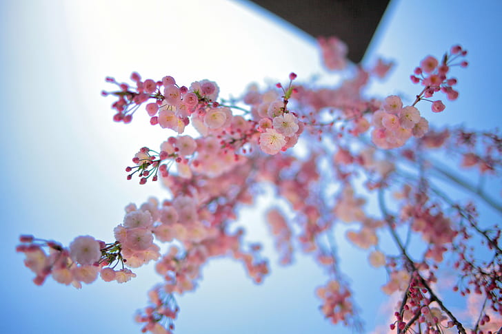 selective focus photography of pink petaled flowers, 枝, 垂