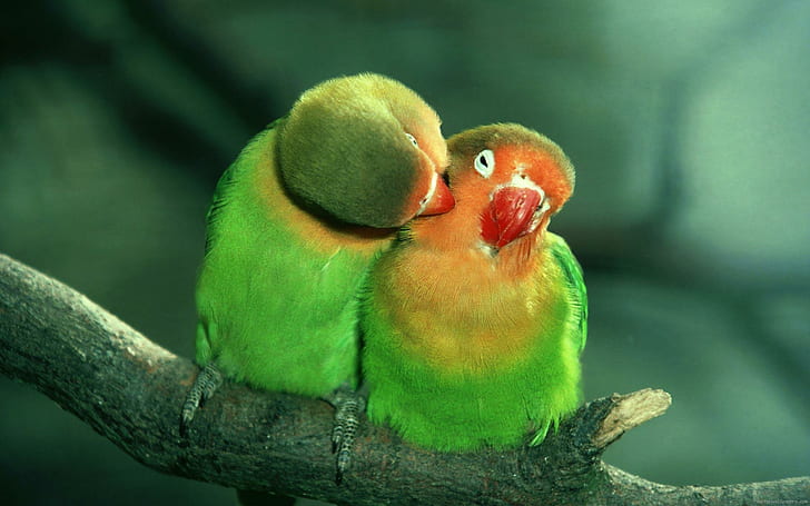 Birds in love are kissing, two green and orange love birds, animal, HD wallpaper