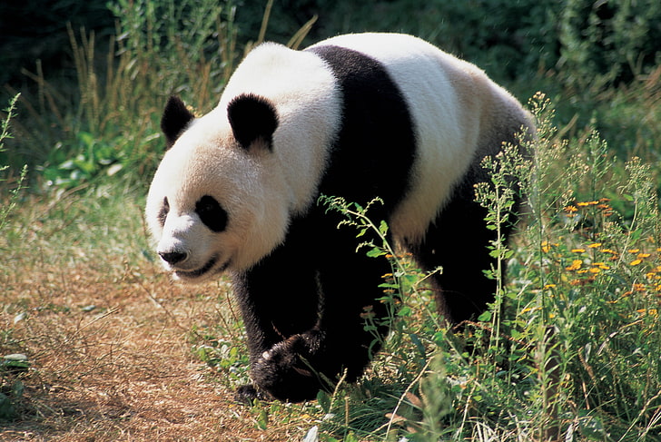 black and white panda bear, grass, panda - Animal, wildlife, mammal, HD wallpaper