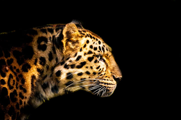 leopard, Panther, head, out of the dark, zoo, gear, me  my, premium