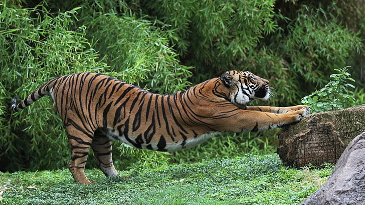 orange tiger, animals, stretching, animal themes, animal wildlife