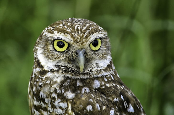 grey and white owl in closeup photography, burrowing owl, burrowing owl, HD wallpaper