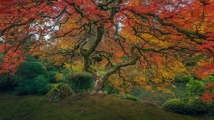 trees, moss, hill, colorful, Portland, fall, plants, landscape, HD wallpaper
