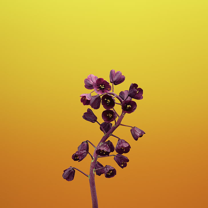 purple petaled flower, Fritillaria, iOS 11, iPhone X, iPhone 8, HD wallpaper