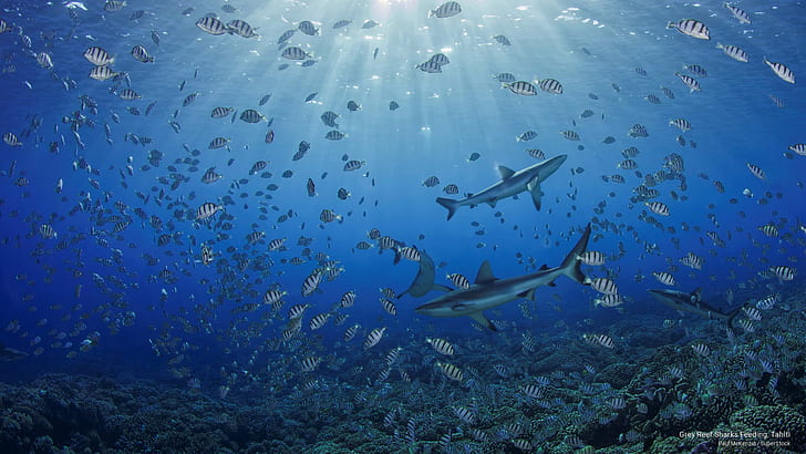 Grey Reef Sharks Feeding, Tahiti, Ocean Life