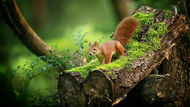 Squirrel Wallpapers HD APK for Android Download