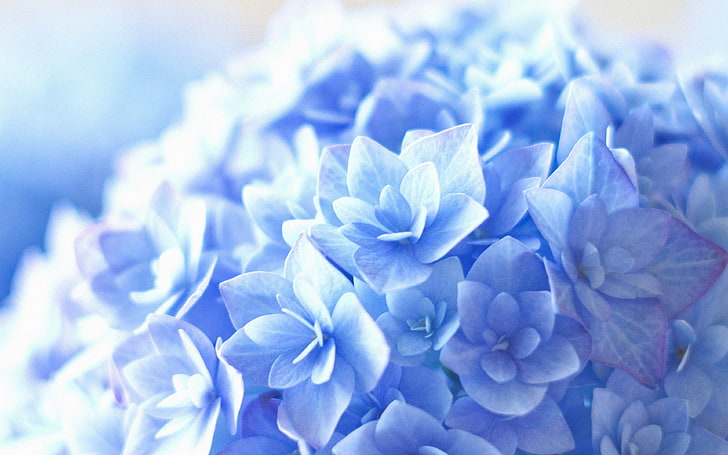 Hd Wallpaper Blue Hortensia Flower Beautiful Nature Flowering Plant Wallpaper Flare