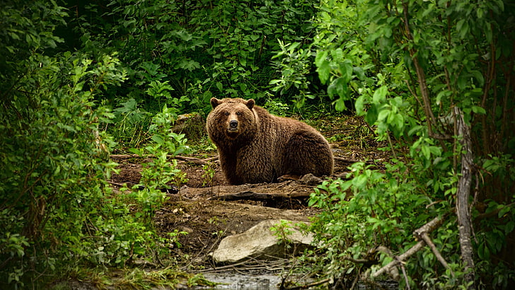grizzly, bear, wilderness, wildlife, fauna, wild animal, grizzly bear, HD wallpaper
