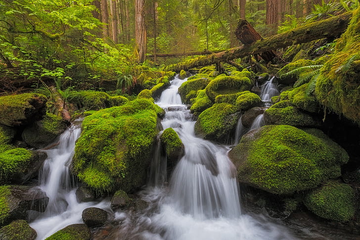 forest, stream, stones, waterfall, moss, river, cascade, Washington, HD wallpaper