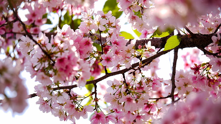 selective focus photograph of pink petal flowers on tree, pink Color
