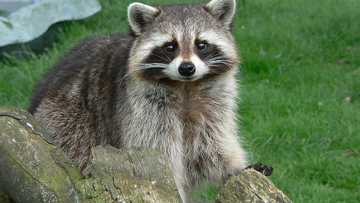 brown raccoon, grass, muzzle, wool, snag, animal, mammal, wildlife, HD wallpaper