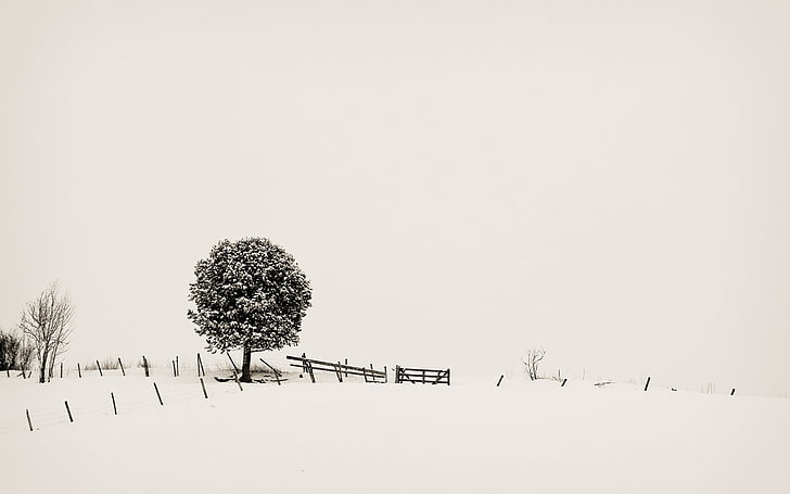 gray leaf tree, landscape, snow, trees, monochrome, white, fence
