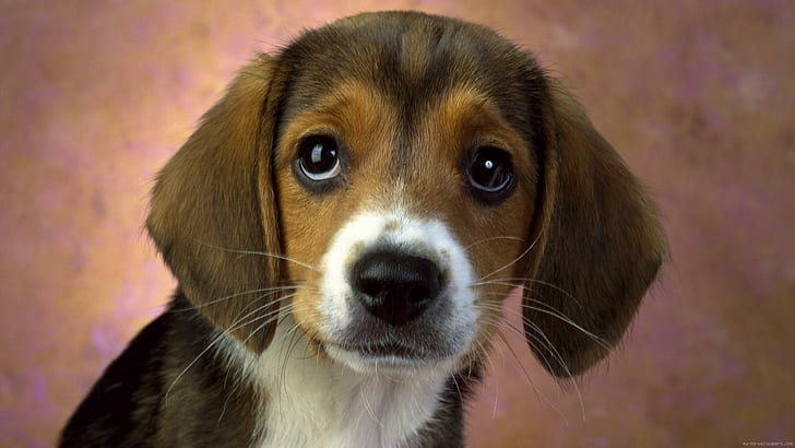 Nice puppy, tricolor beagle puppy, animal, dog, HD wallpaper