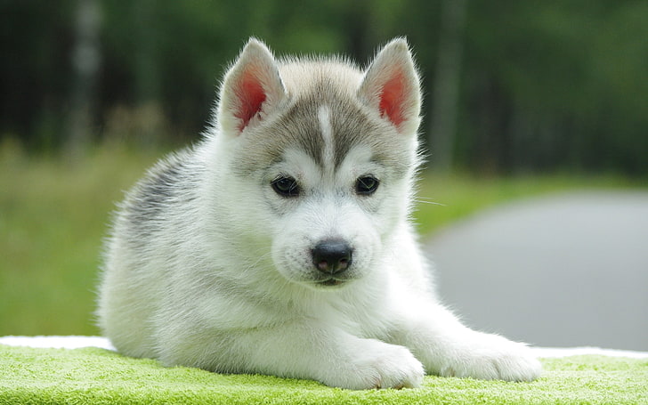 white and gray Siberian husky puppy, down, cute, sled Dog, pets, HD wallpaper