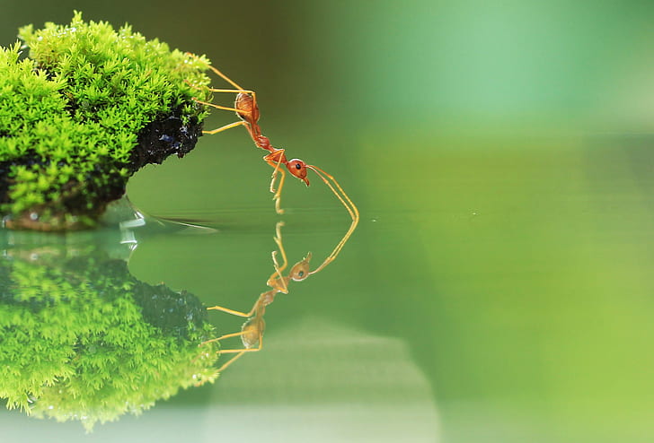 fire ant on green grass near calm body of water in closeup photo, red ant, red ant, HD wallpaper