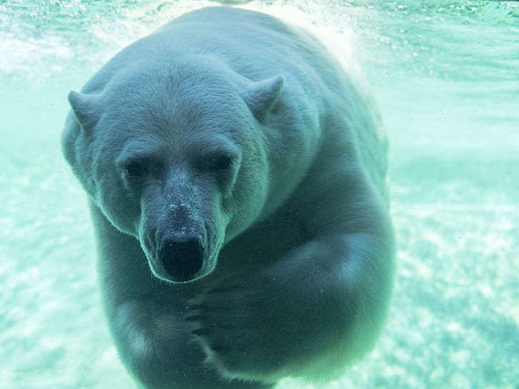 Polar bear underwater, HD wallpaper