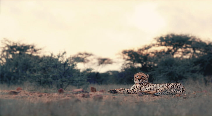 brwon cheetah, leopard, big cats, animals, nature, leopard (animal), HD wallpaper