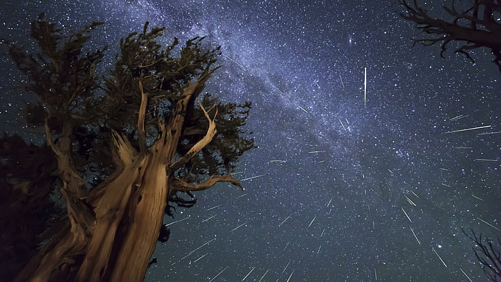 meteors, sky, stars, big, tree, milky way, starry night, night sky, HD wallpaper