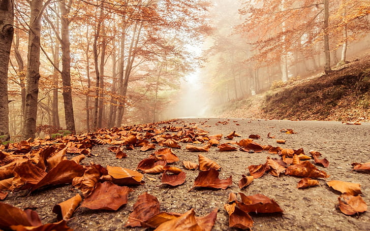 leaves, trees, nature, fall, mist, fallen leaves, HD wallpaper