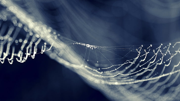spider web, spiderwebs, dew, water drops, macro, bokeh, close-up, HD wallpaper