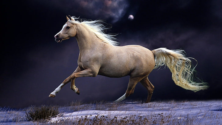 brown horse, mane, running, beautiful, night, sky, animal, stallion, HD wallpaper