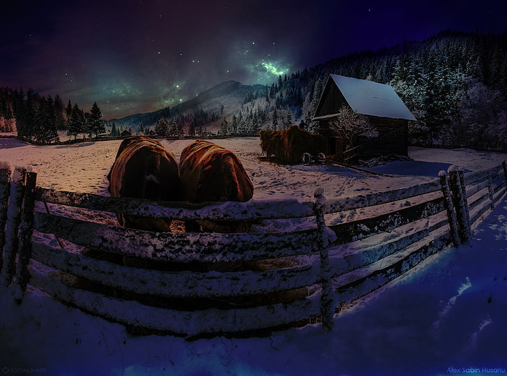 brown and white wooden boat, stars, cow, night, winter, snow, HD wallpaper