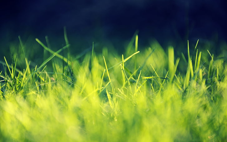 HD wallpaper: green grass, close-up photo of green grass, nature, closeup,  macro | Wallpaper Flare