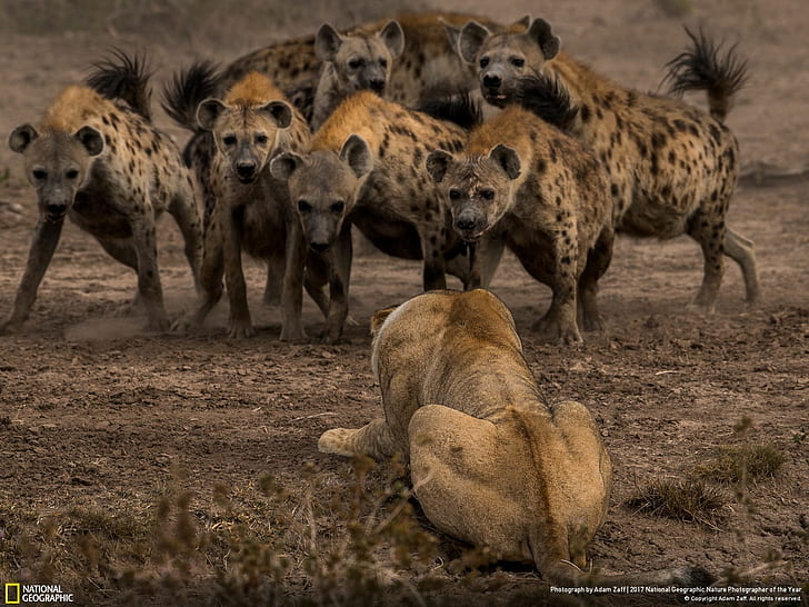 animals, wildlife, lion, hyenas, 2017 (Year), nature, National Geographic, HD wallpaper