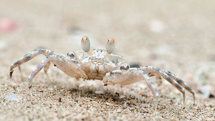 Sand bubbler crab, Khao Sam Roi Yot National Park, Thailand, HD wallpaper