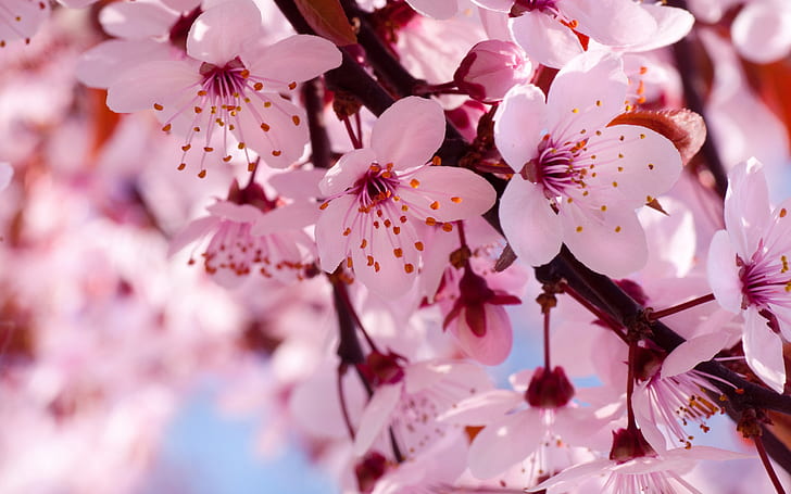 Spring flowers in full bloom, pink cherry blossoms