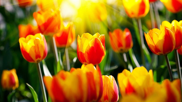 plants, grass, tulips, flower, flowering plant, freshness, beauty in nature, HD wallpaper