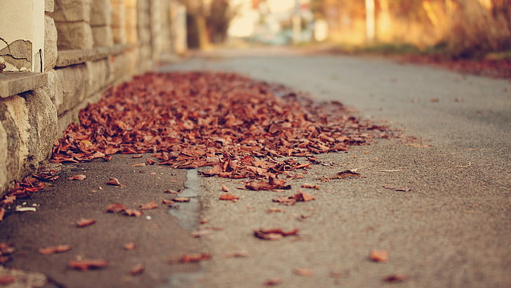 dry leaves, depth of field, street, fall, asphalt, road, outdoors, HD wallpaper