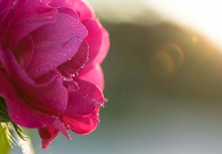 selective focus of pink flowers with water dew drop, Shine on, HD wallpaper