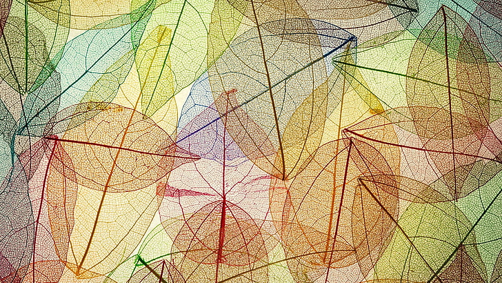 untitled, colorful, leaves, fall, transparency, simple background, HD wallpaper