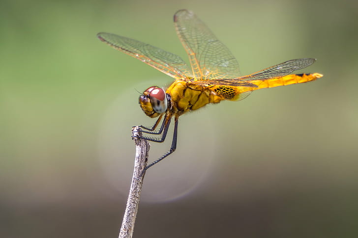 focus photography of yellow dragonfly, sel55210, 10mm, Extension Tube
