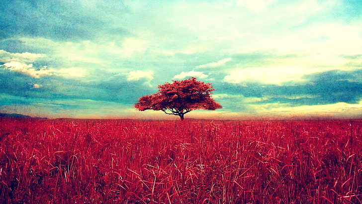 red leafed tree, red leafed tree and grass under blue sky, landscape