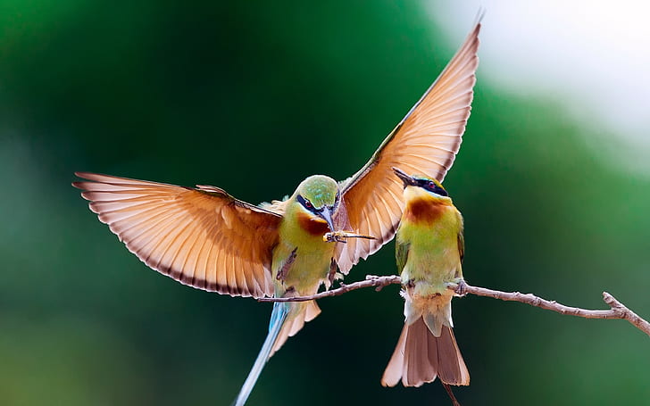bee-eater, bird backgrounds, couple, branch, Download 3840x2400 bee-eater, HD wallpaper