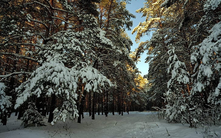 Trees Forest Snow Winter HD, nature, HD wallpaper