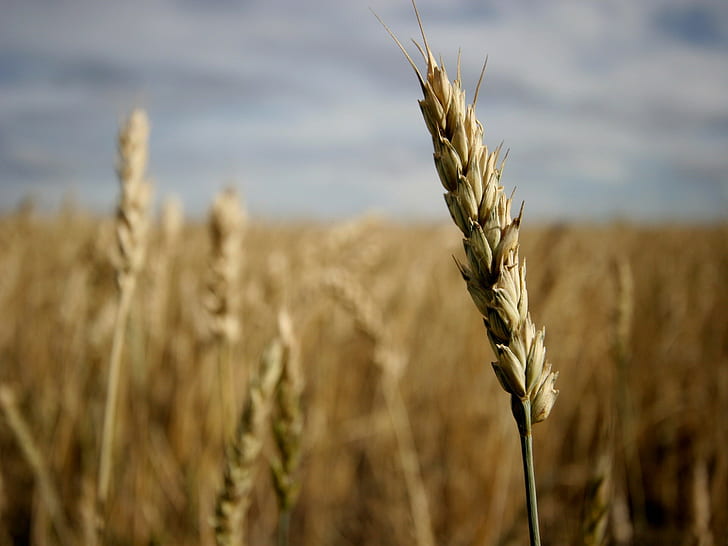 spikelets, nature, wheat
