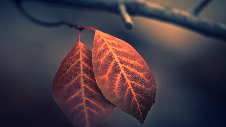 brown leaf, fall, nature, macro, depth of field, leaves, photography, HD wallpaper