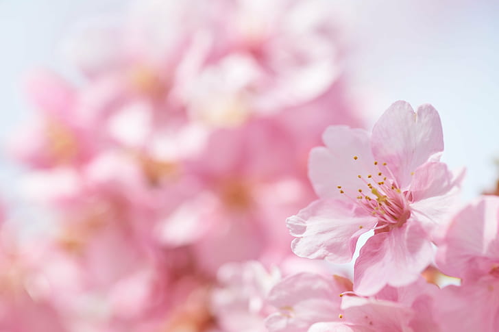 selective focus photography of pink petaled flower, lovely, season, HD wallpaper