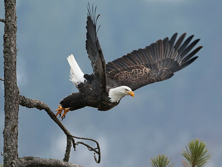 Bald eagle takeoff, black and white bald eagle, tree, hawk, wings, HD wallpaper