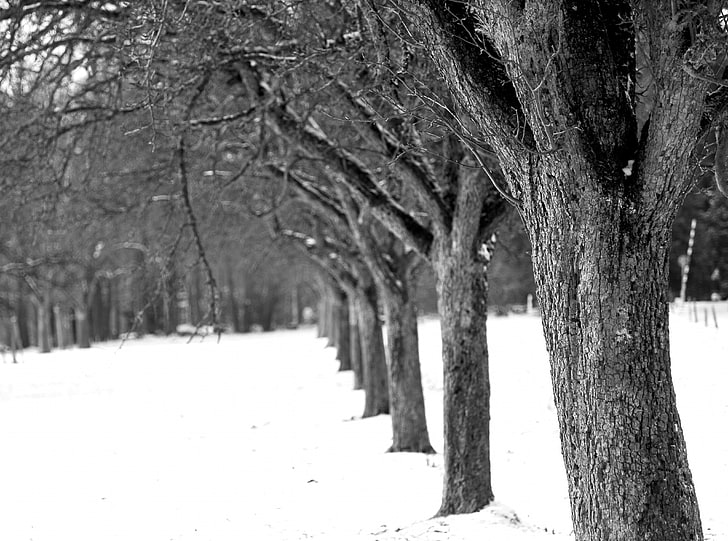 First Snow, bare trees in grayscale photography, Black and White, HD wallpaper