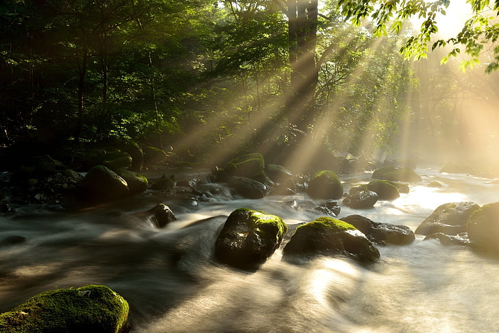 nature, water, sun rays, river, tree, plant, beauty in nature, HD wallpaper
